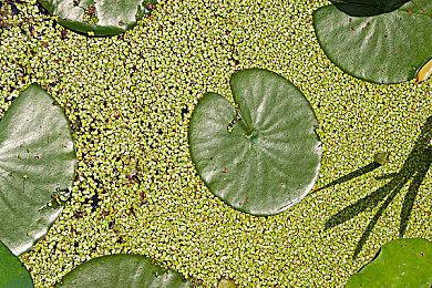 Xbox金会员十月会免游戏公布 《逆风停航》等